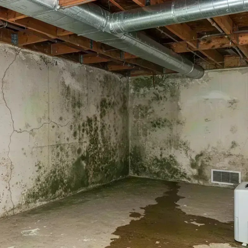 Professional Mold Removal in Calais, ME